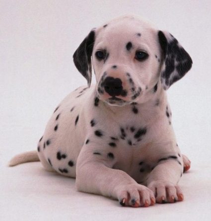 Dalmation puppy