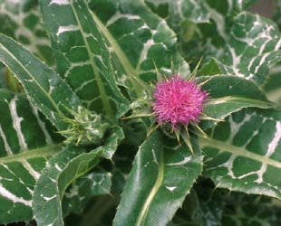 Milk Thistle