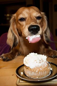dog-eating-food-240