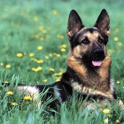 German Shepherd Dog lying in field