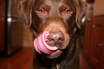 Dog licking his chops