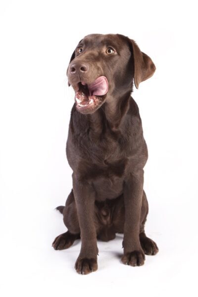 Dog licking his or her chops
