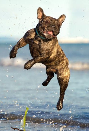leapimg
