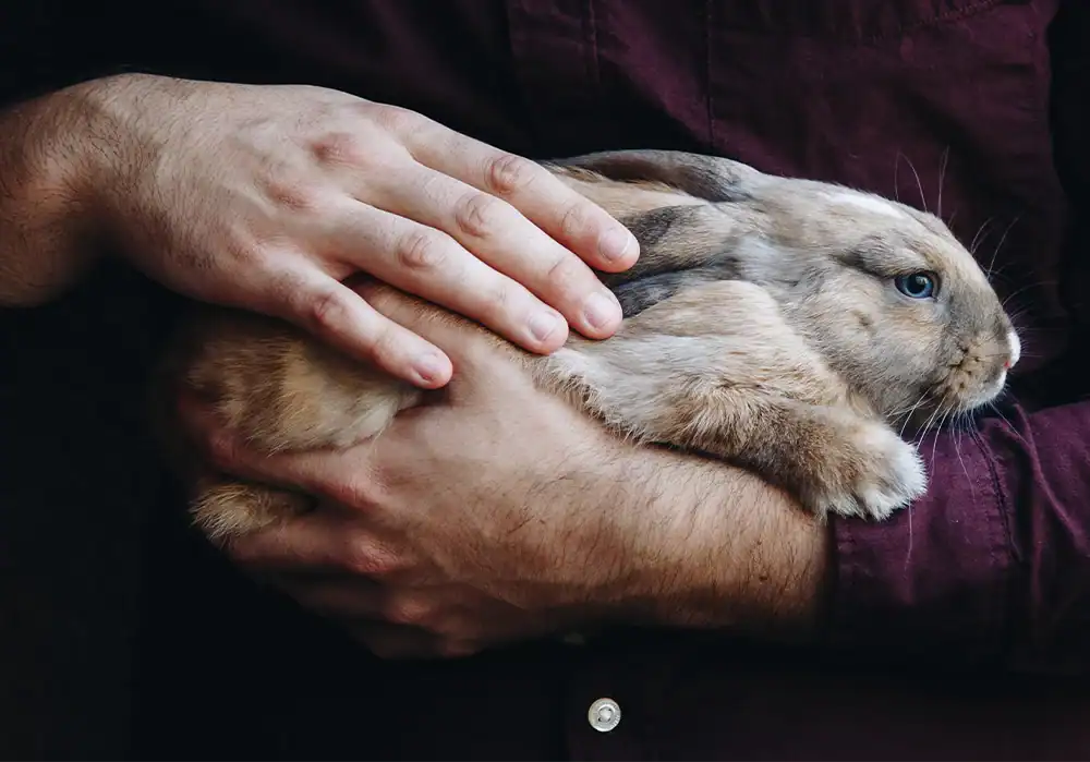 A rabbit resting in the hands of a person.