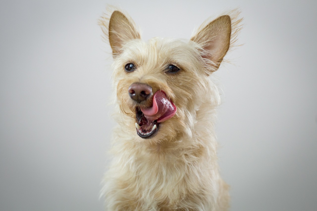 Small dog licking chops