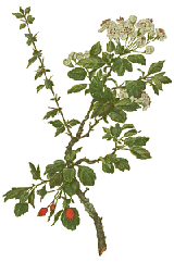 160x-hawthorn-berry