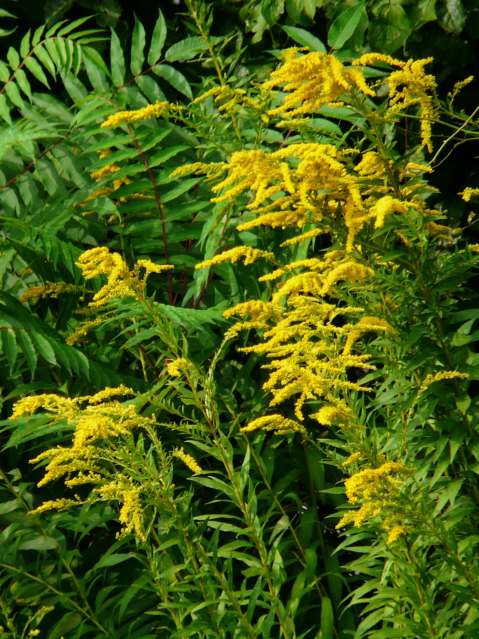 canadian-goldenrod-59930_1280