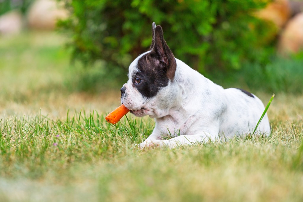 dog-eating-carrot-1024x683