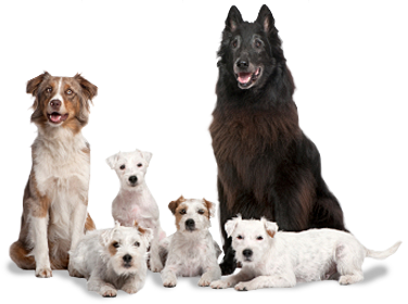 dog_group