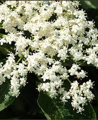 elder