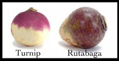 turnip