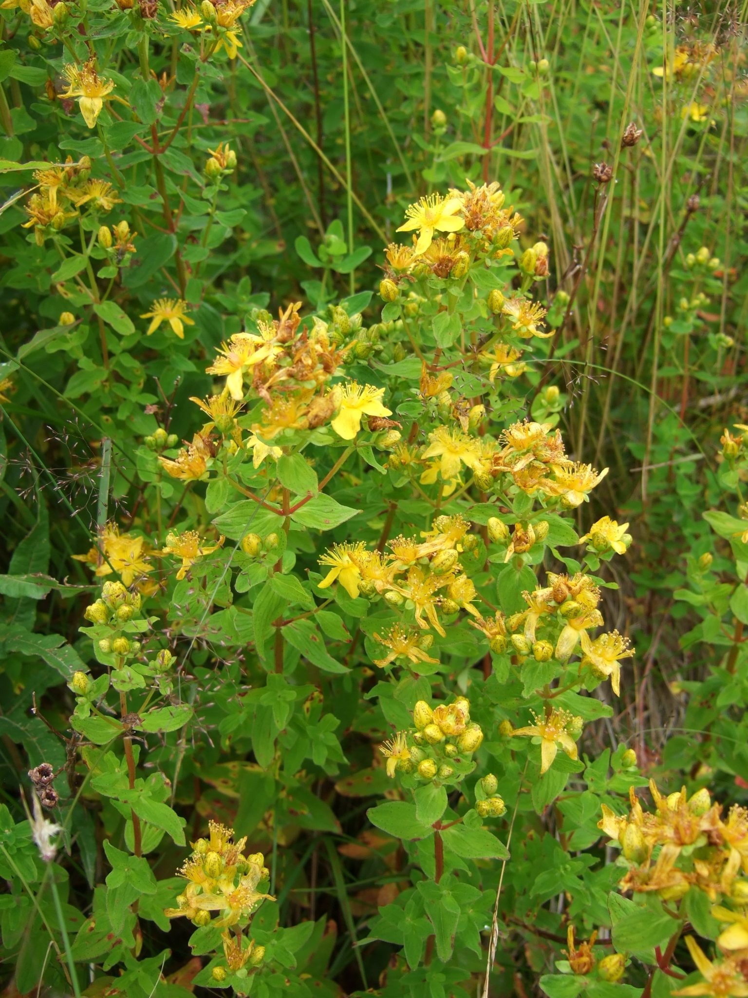wild-herb-248728