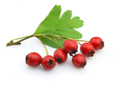 Hawthorn_Berry