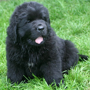 Puppy200610a