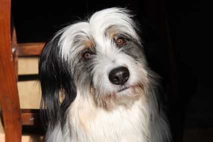 dog 703211 960 720
