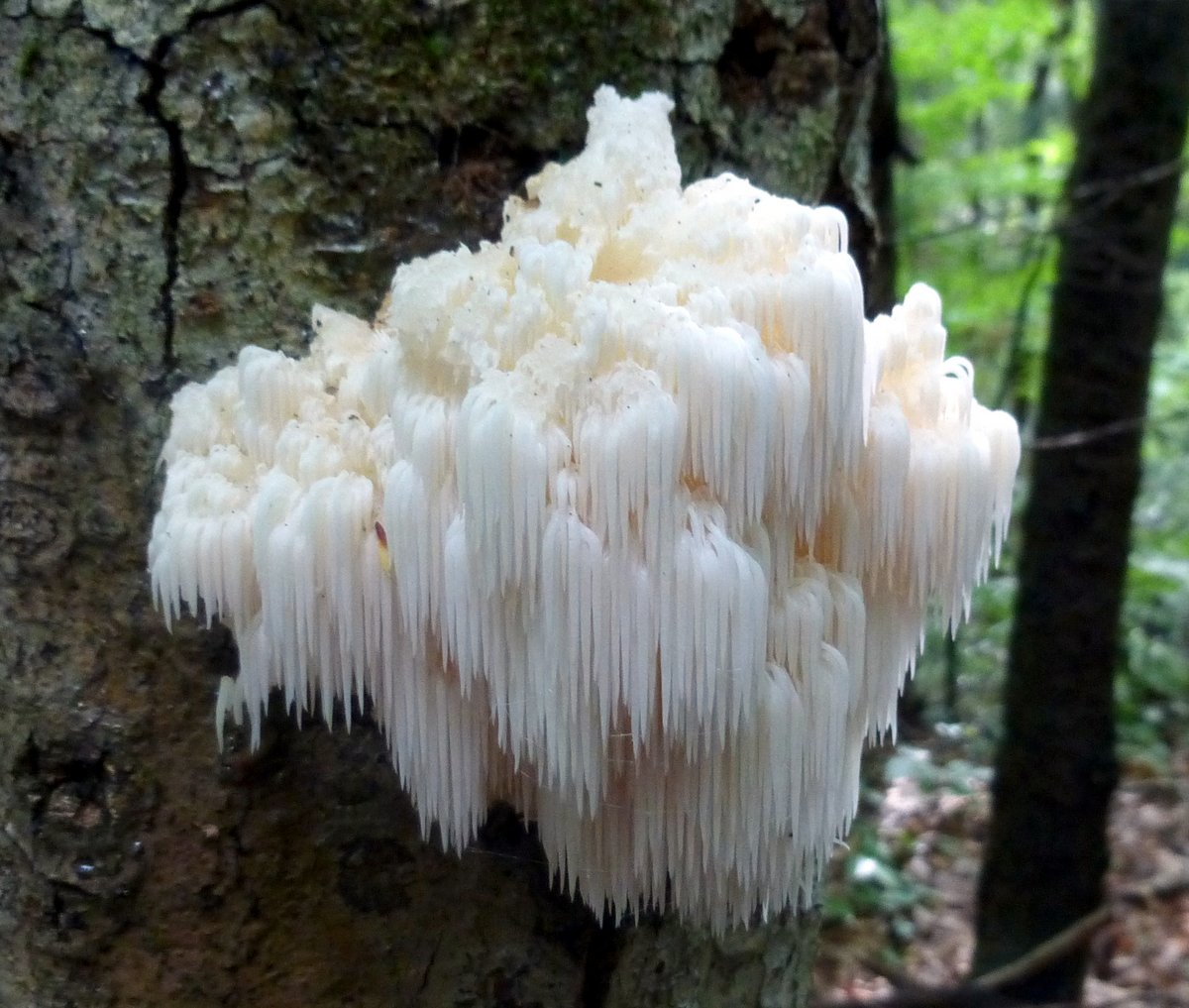 lions-mane