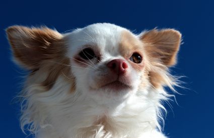 dog 1203225 1920