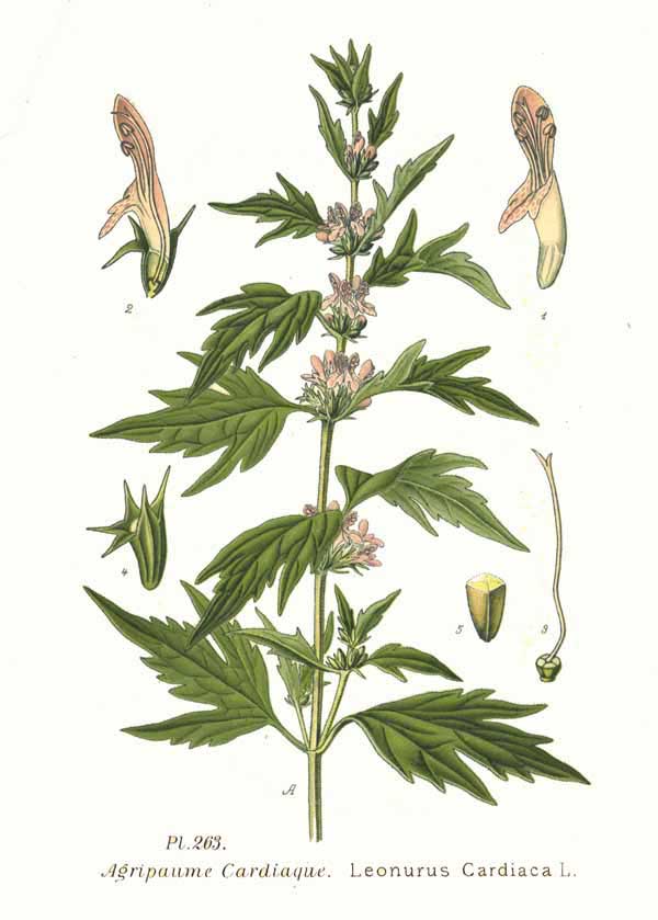 motherwort-illustration