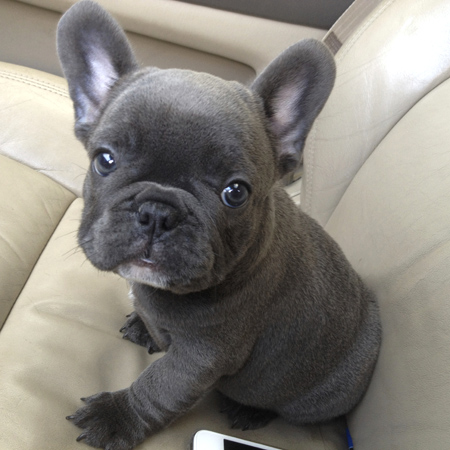 Blue-Brindle-French-Bulldog-Puppy