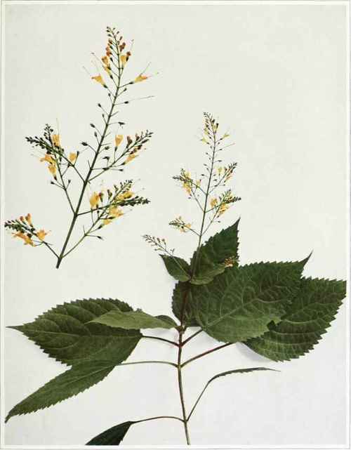 stoneroot-richweed-horse-balm-Collinsonia-canadensis