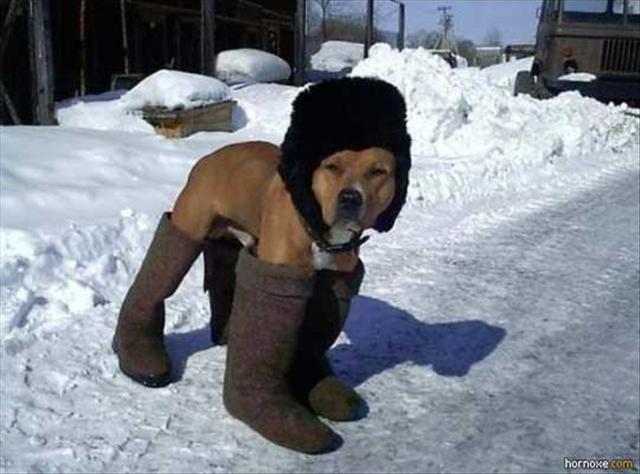 a-dog-wearing-boots-in-the-snow