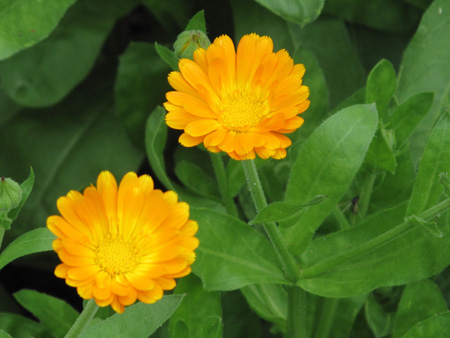 calendula-officinalis-plant