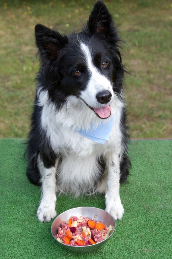 homemade_dog_food_l4