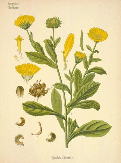 Calendula for dogs