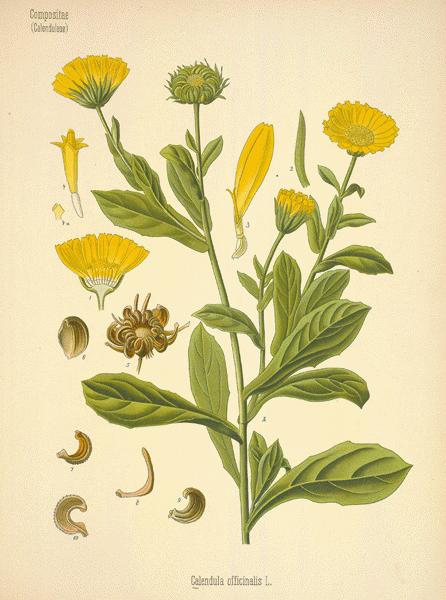 Calendula for dogs