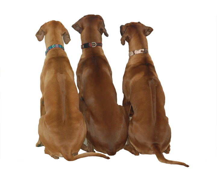 3dogs_copy1shody