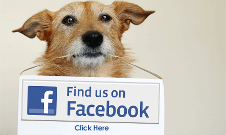 Pet Blogger Challenge