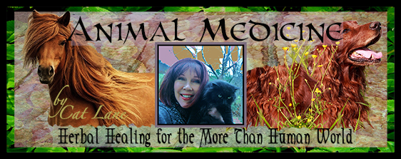 animal-medicine-banner-72dpi