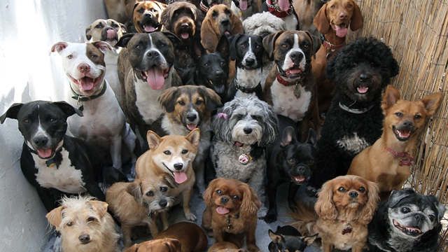 group-of-dogs
