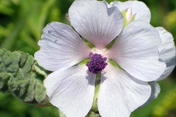 marsh-mallow-plant01-615x410