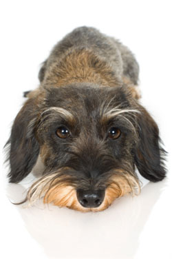 patient_dog
