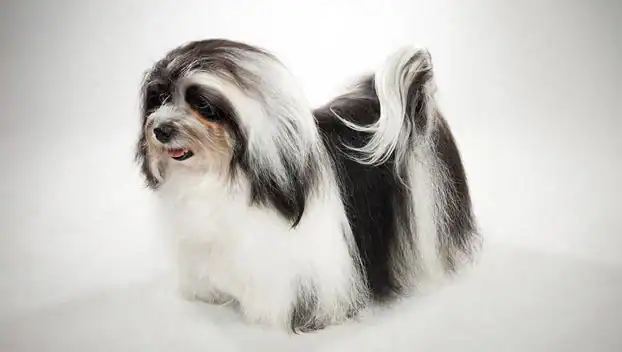 A Toy Pekinese dog