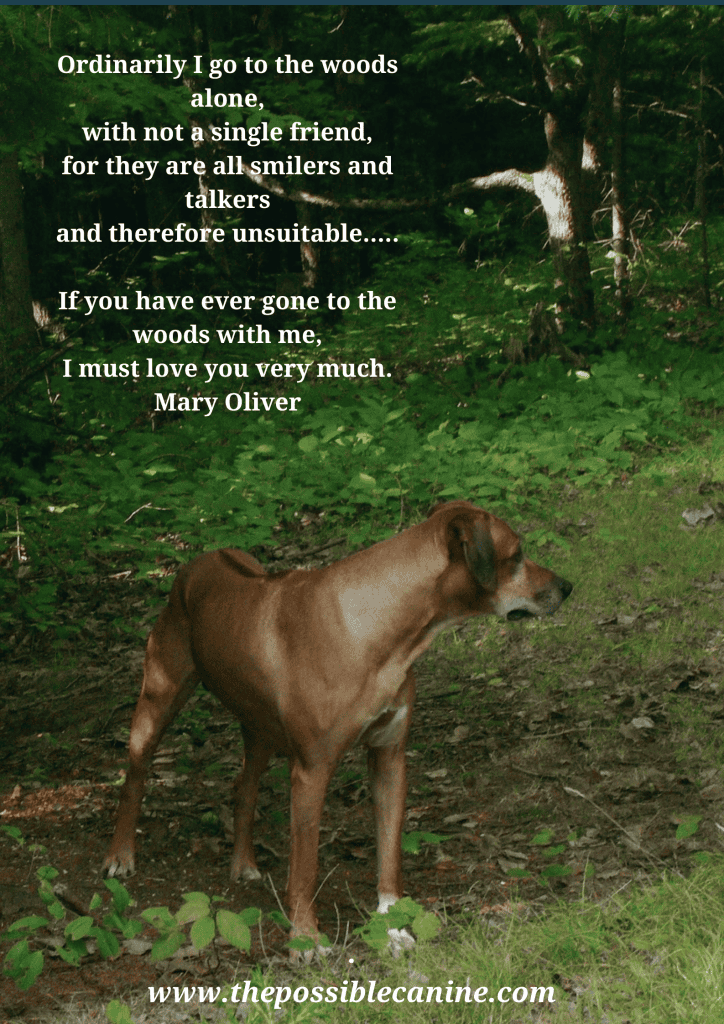 Image of a Ridgeback dog in the woods