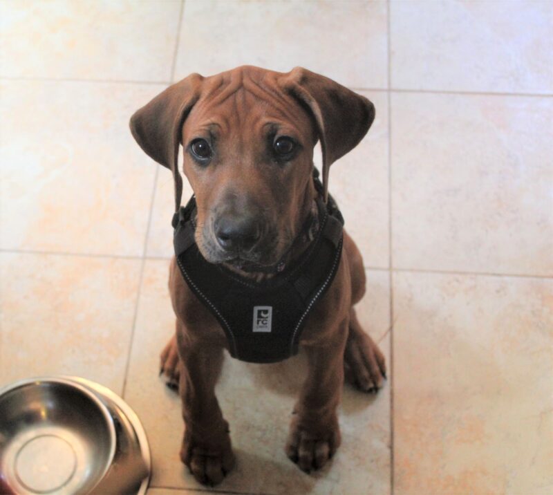Young dog waiting by the food dish waiting for supper