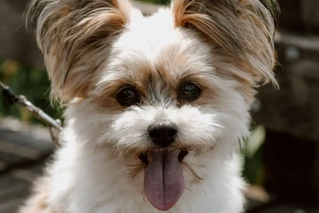 Image of a small breed dog