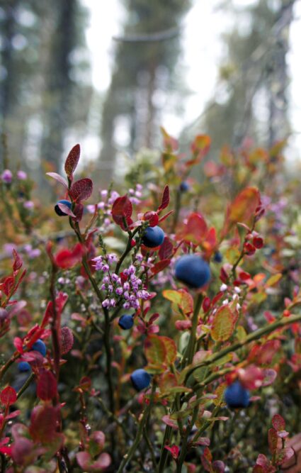 Bilberry or European Blueberry
