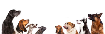 Dog lineup