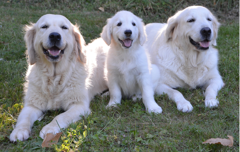 Three young Labrador dogs lying on grass