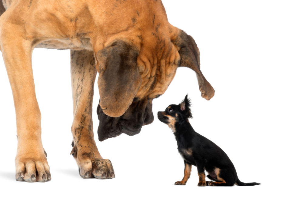 Large dog peering down at a very small dog