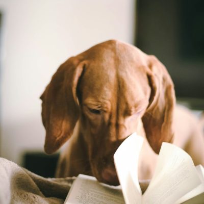 Photo by 2Photo Pots on Unsplash. Picture of a dog apparently reading a book on nutrition