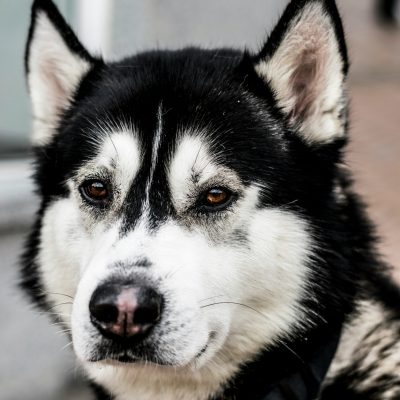 Photo by Kieran White on Unsplash of and adult dog with a recipe from The Possible Canine