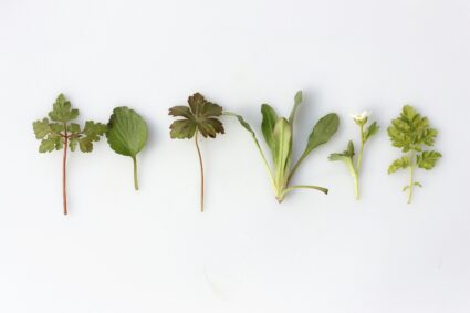 Photo by Angèle Kamp on Unsplash. Herbs used in Practical Herbalism on a white background