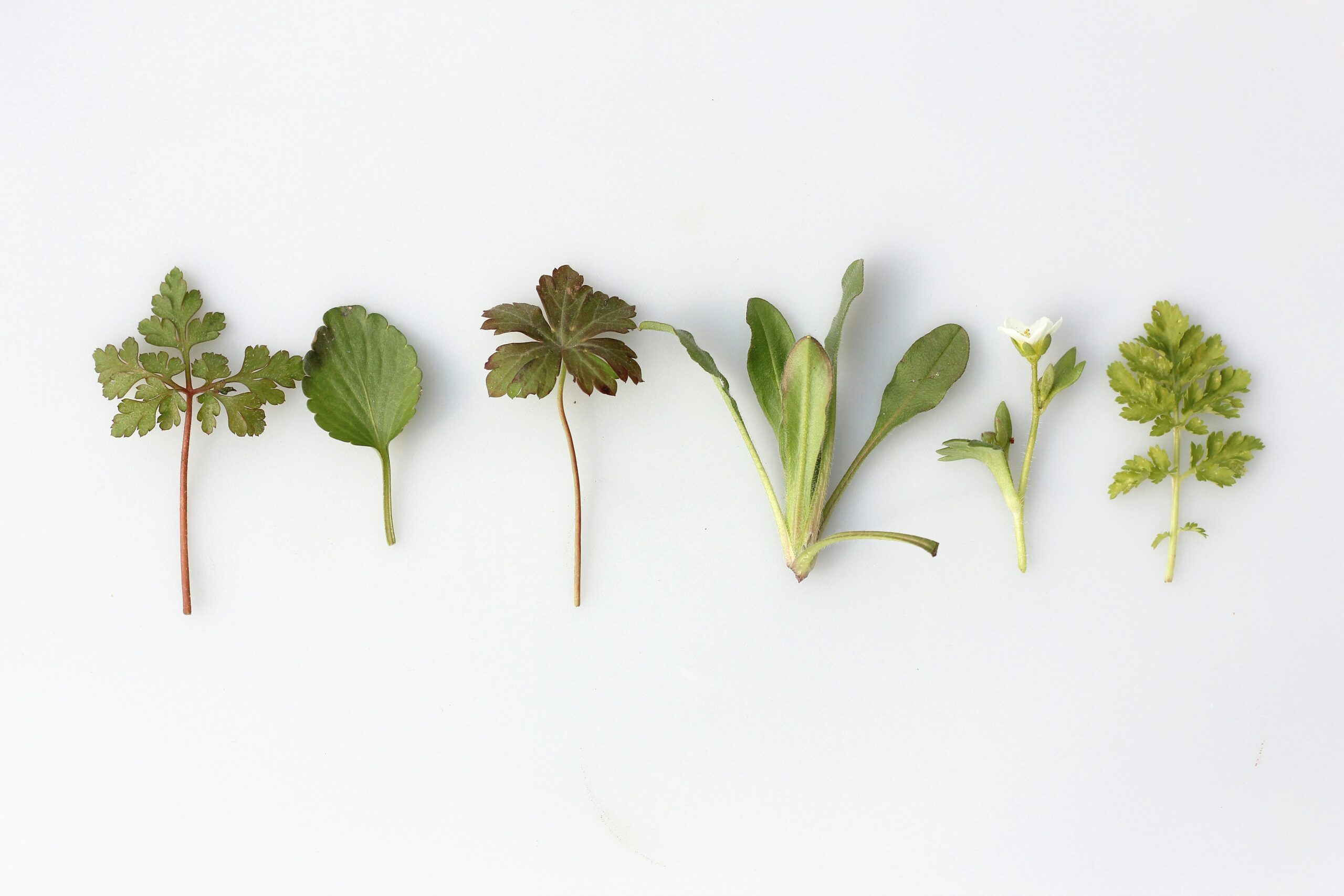 Photo by Angèle Kamp on Unsplash. Herbs used in Practical Herbalism on a white background