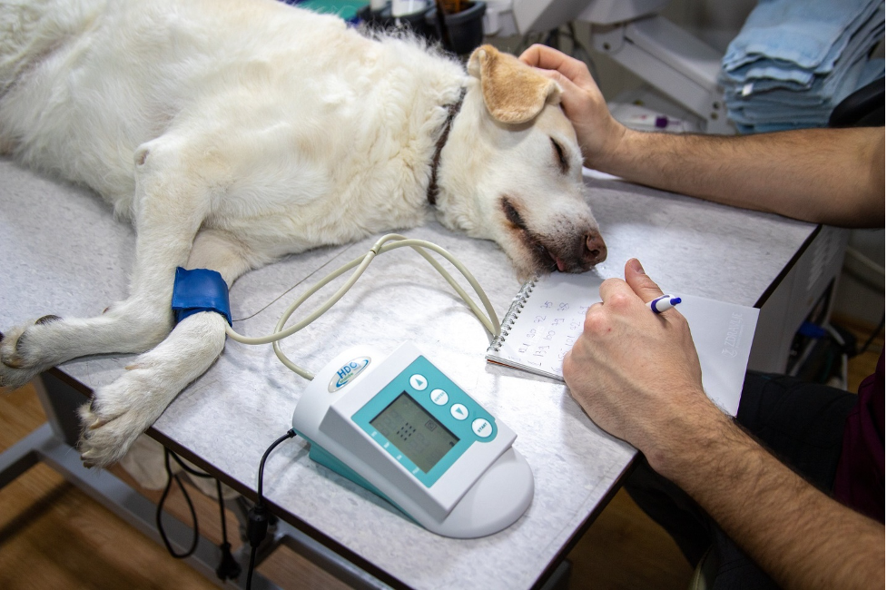 Dog on operating table under anesthesia