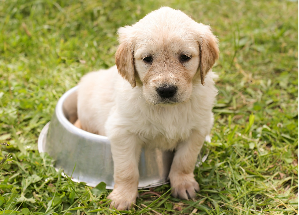 golden retriever puppy sitting in a food bowl on a lawn
