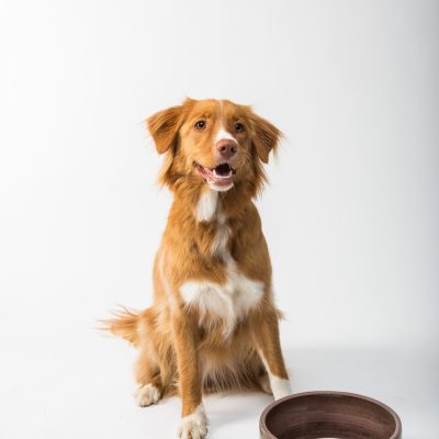 Dog sitting in front of food bowl